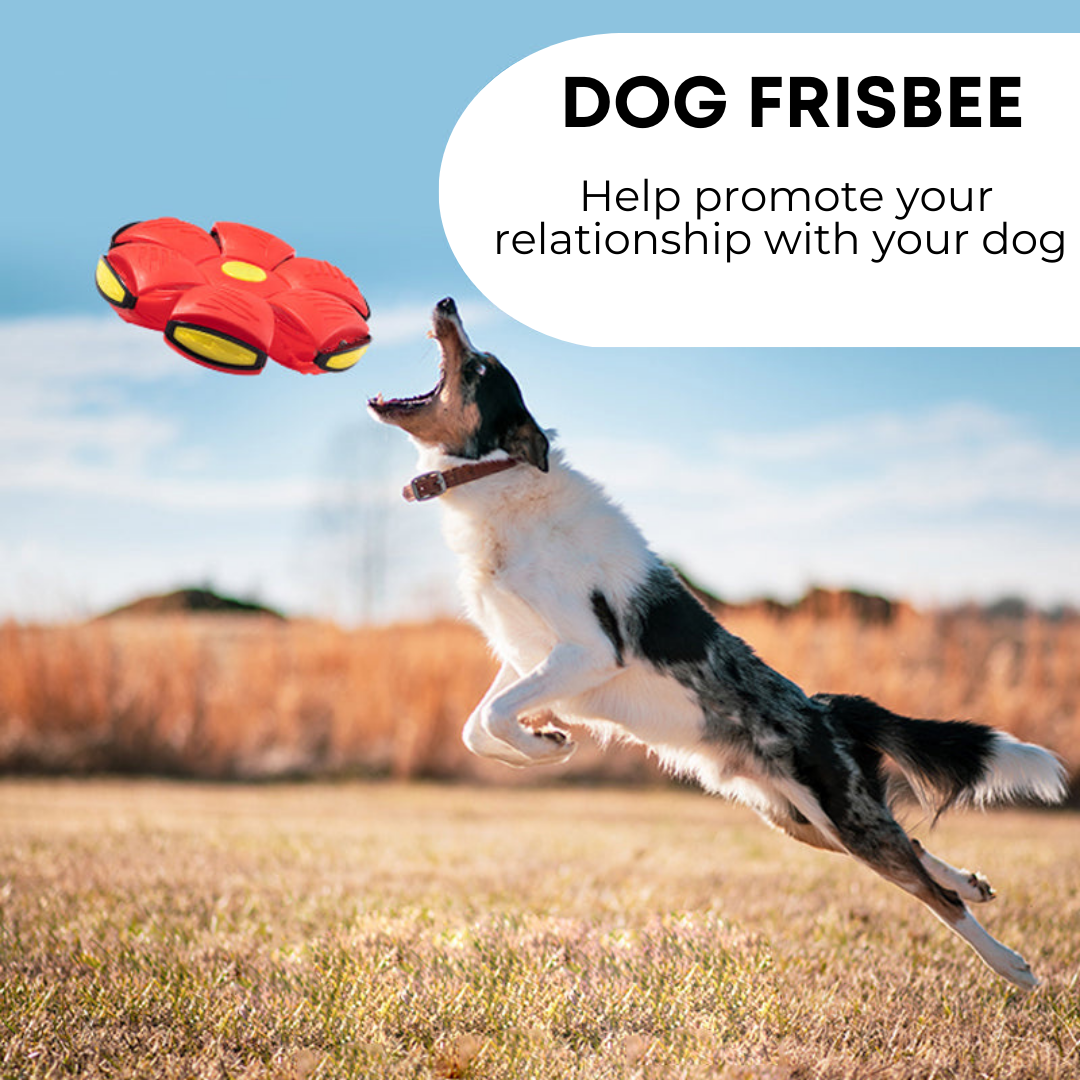 Paws and Claws dog frisbee – product photo 2
